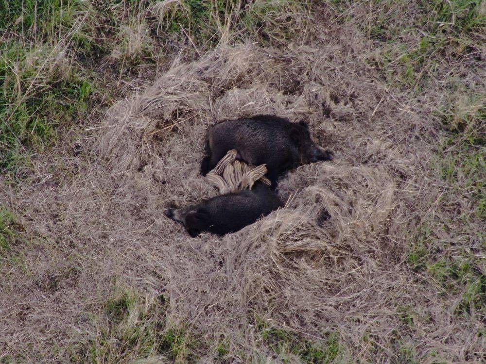 #Drone Services – inventory of forest animals in Gdańsk